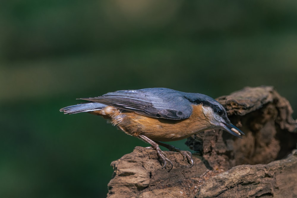 a bird perched on top of a tree stump