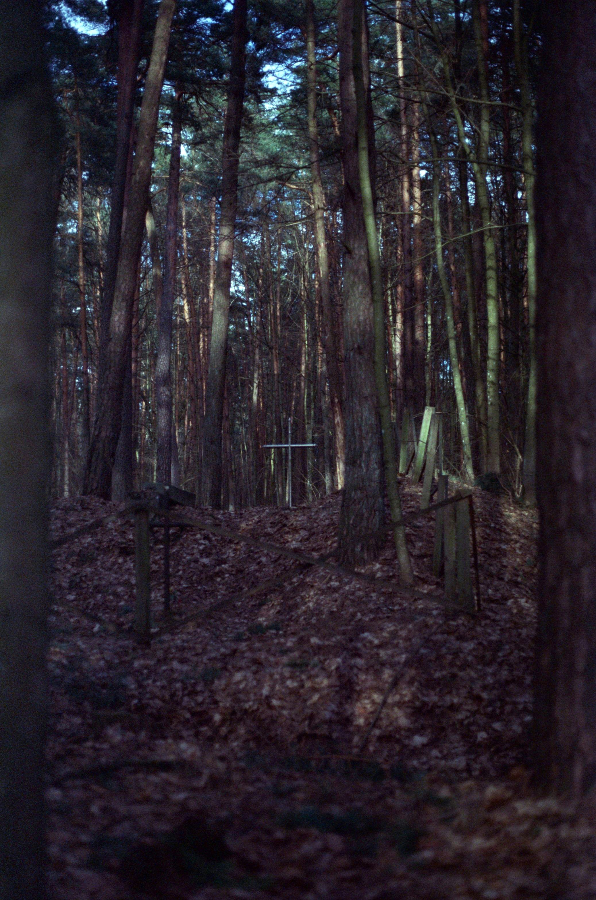 a forest filled with lots of tall trees