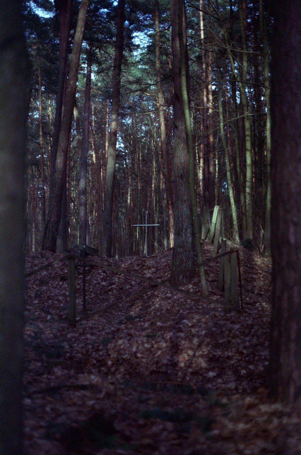 a forest filled with lots of tall trees