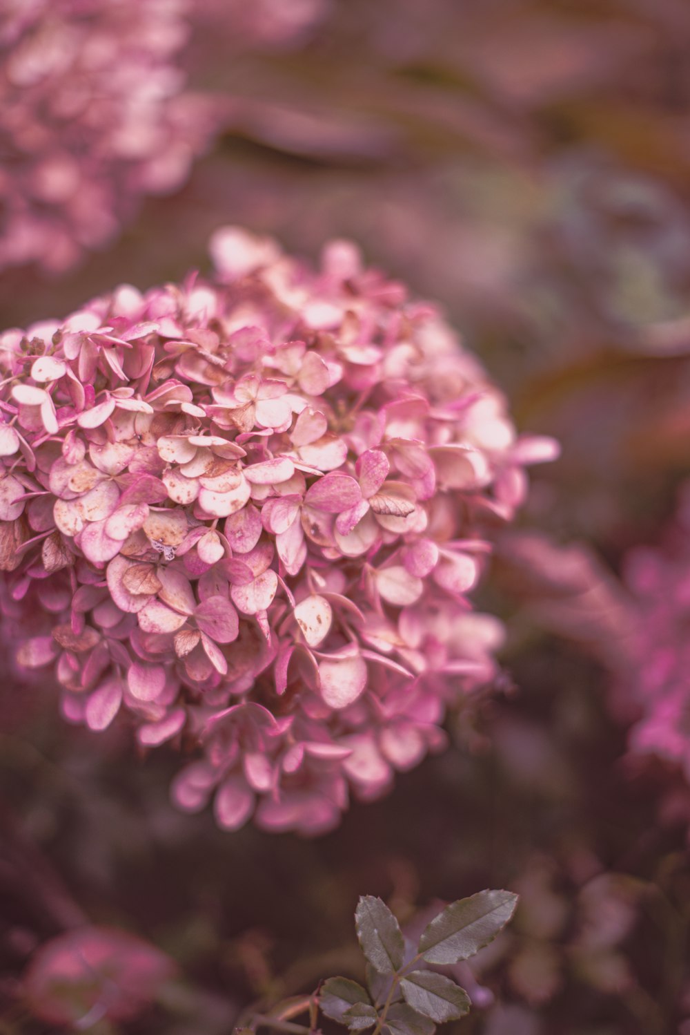 a close up of a pink flower on a plant