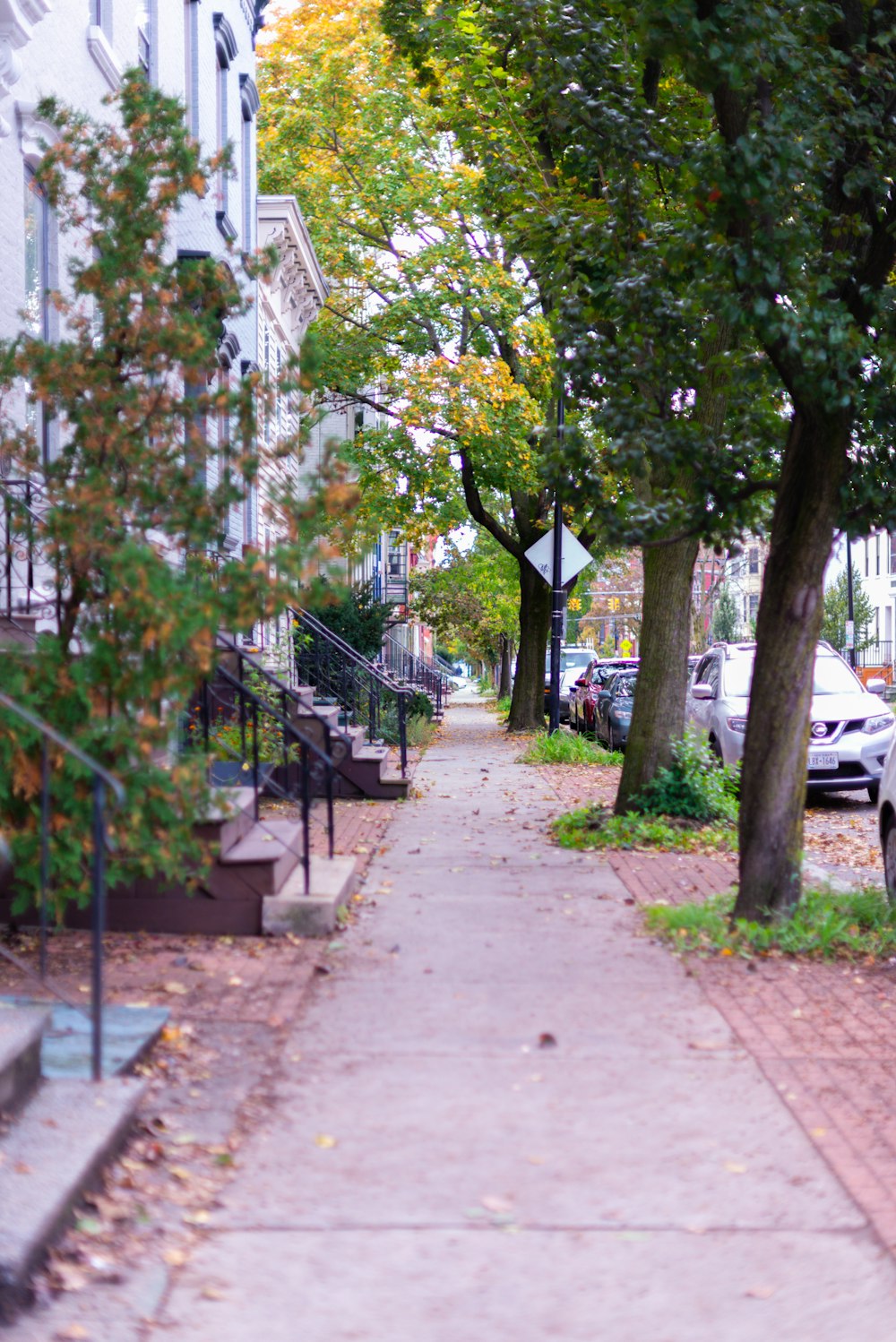 a tree lined sidewalk next to a row of parked cars