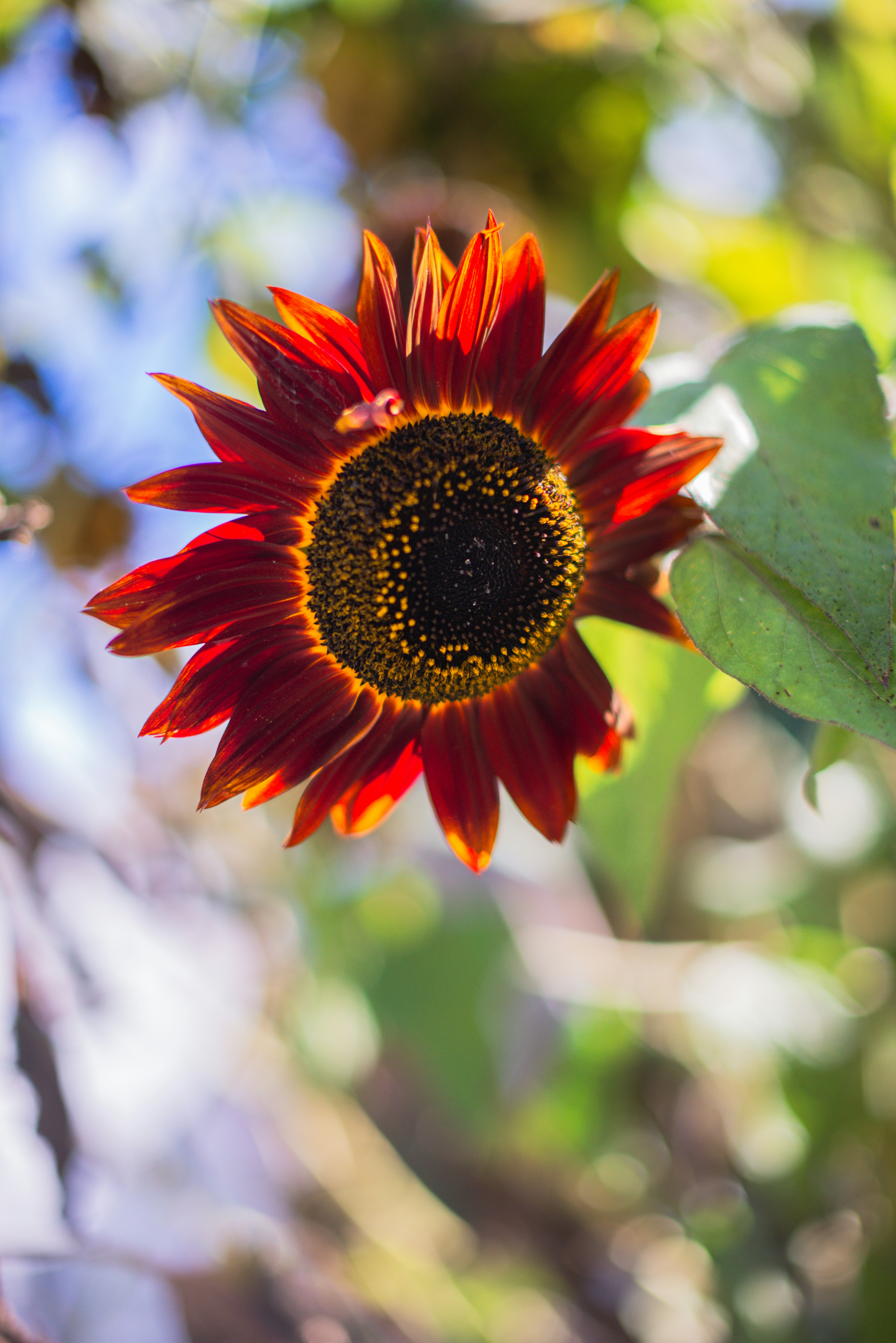 una flor roja y amarilla con hojas verdes
