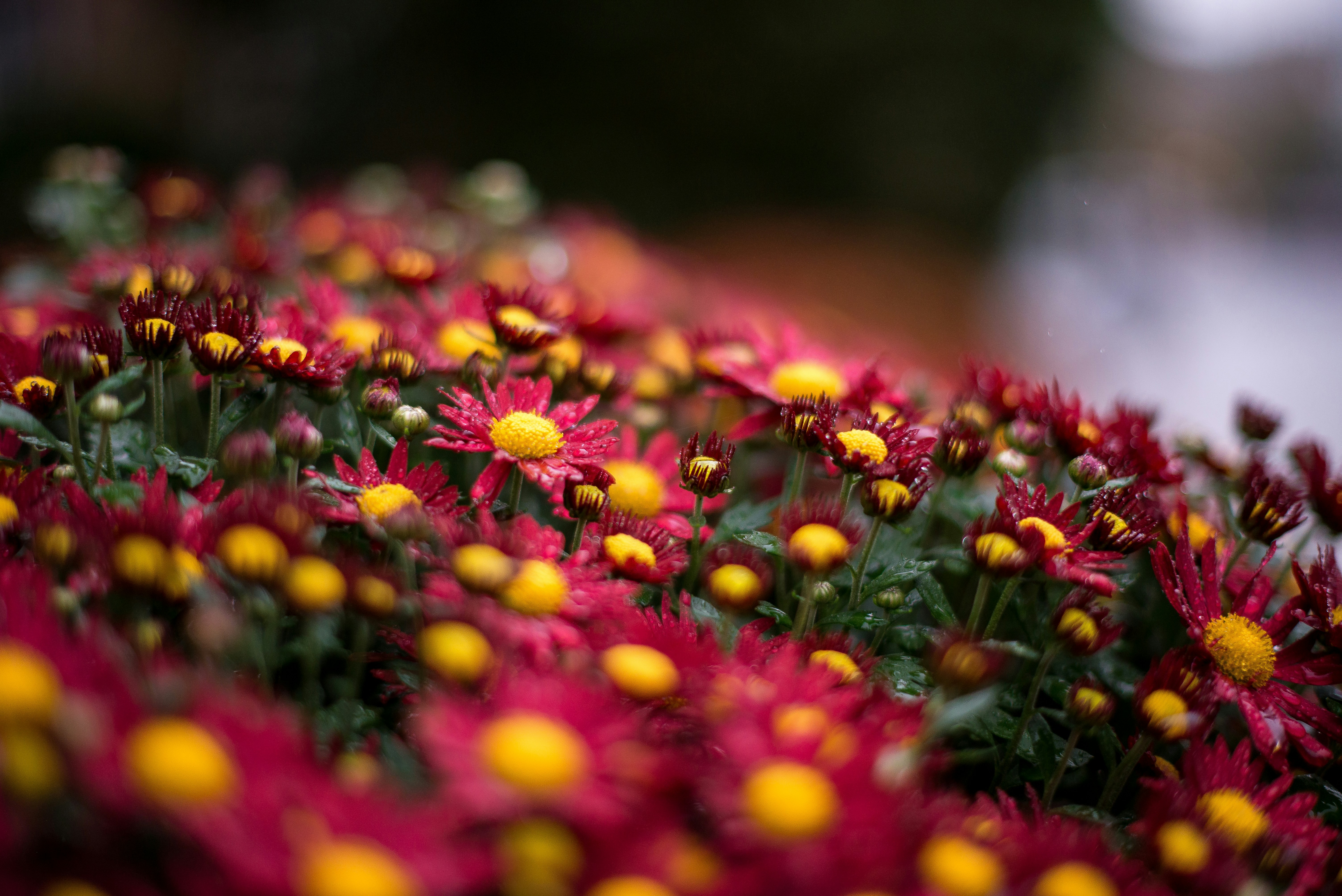 un ramo de flores rojas y amarillas en un campo