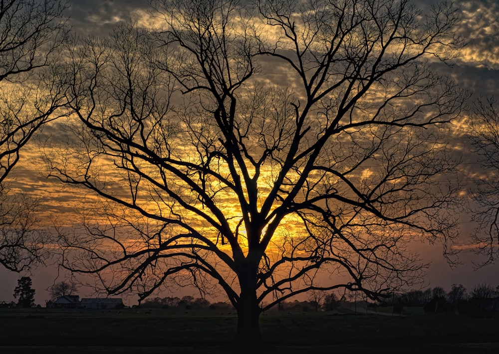 a tree with no leaves in front of a sunset