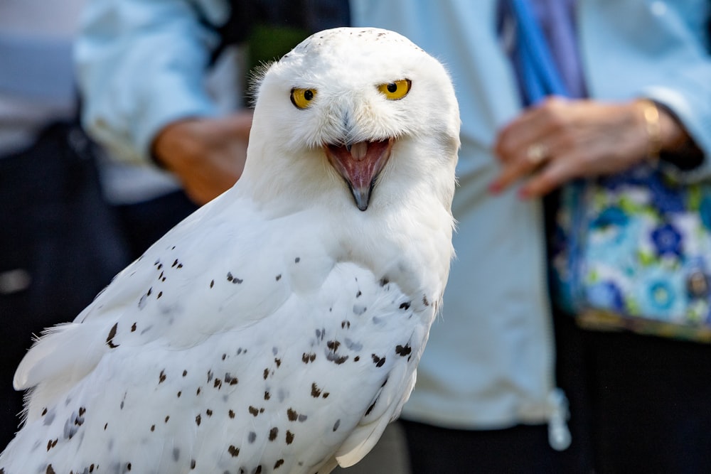 a close up of a white bird with yellow eyes