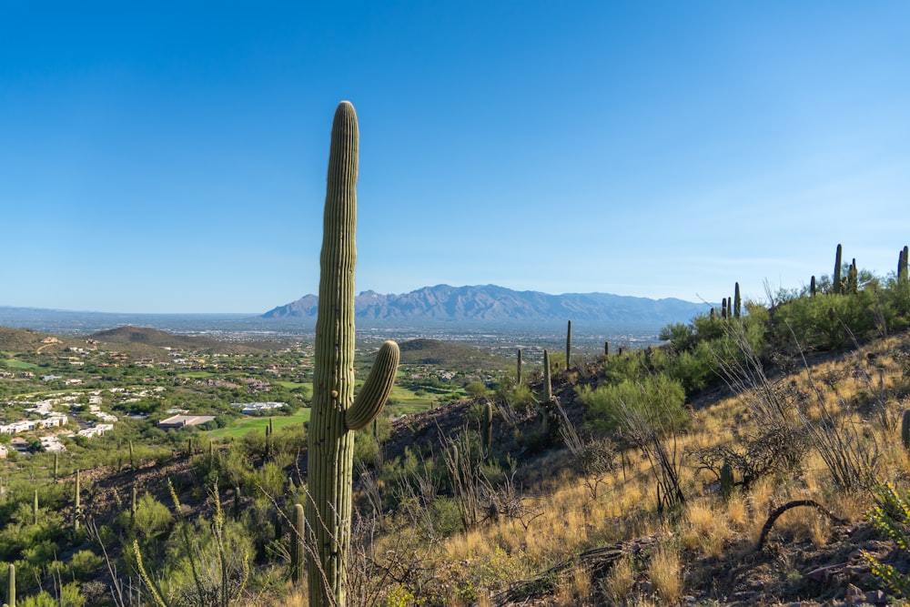 a cactus on a hill with a view of a town in the distance