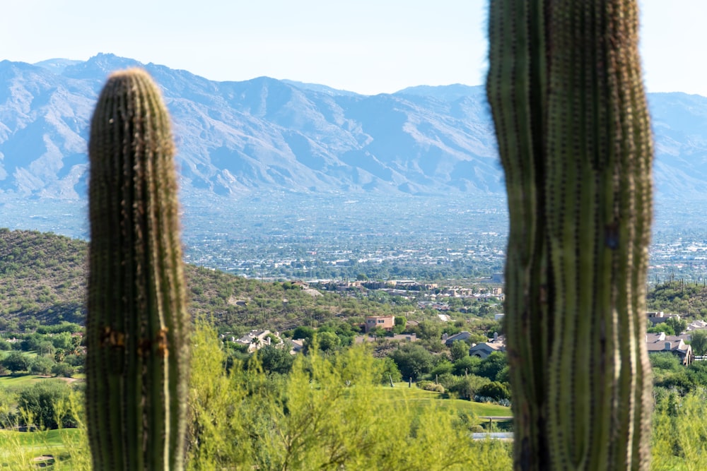 a view of a mountain range from behind a cactus