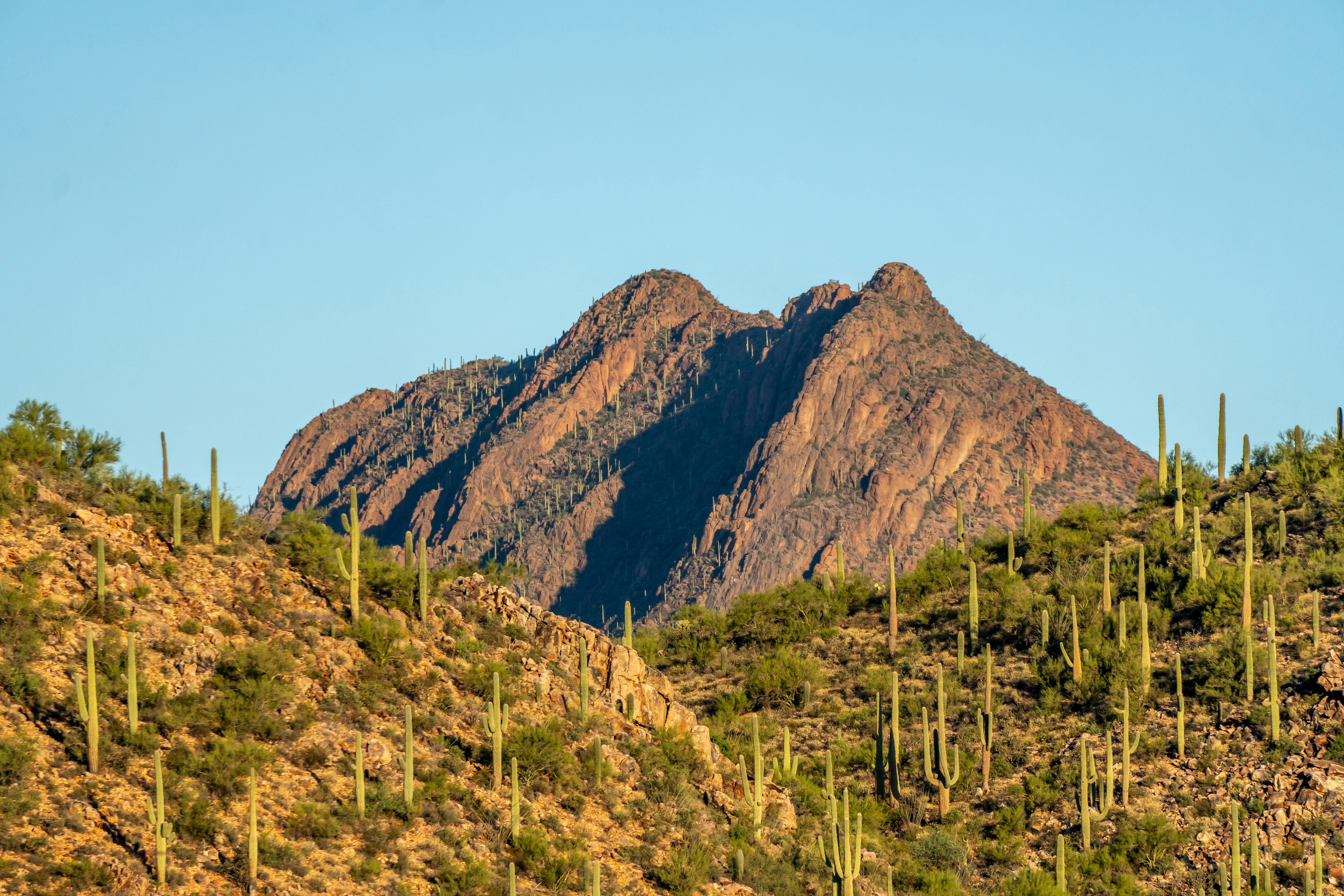 a view of a mountain range with cactus trees in the foreground