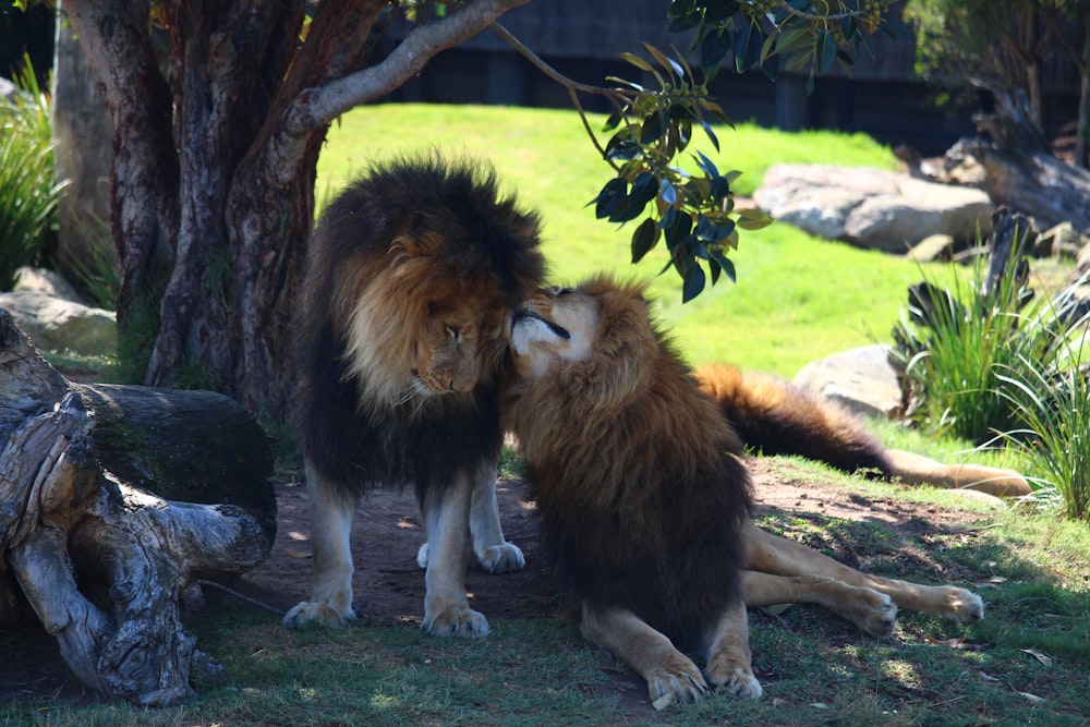 a couple of animals that are sitting in the grass