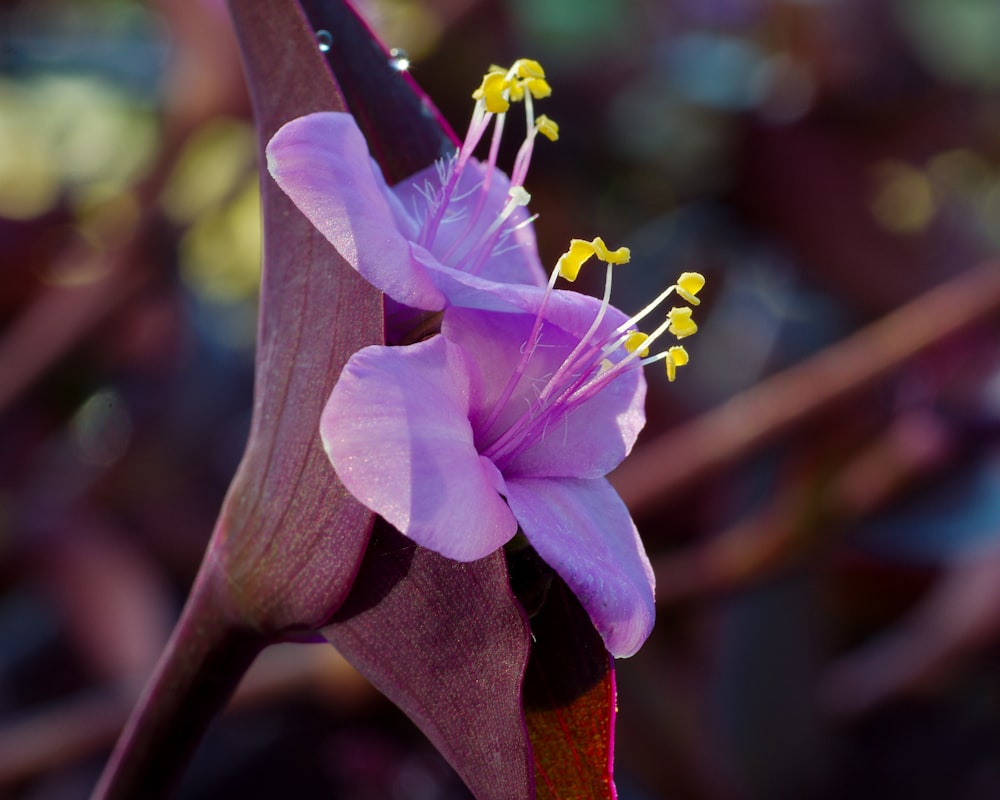 a close up of a purple flower with yellow stamen