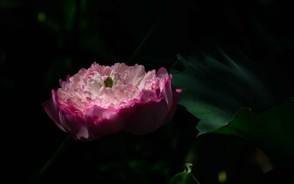 a pink flower with green leaves in the background