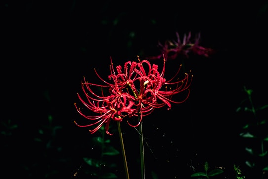 A vibrant red spider lily flower with delicate, long stamens against a dark background, highlighting its intricate structure and vivid color.