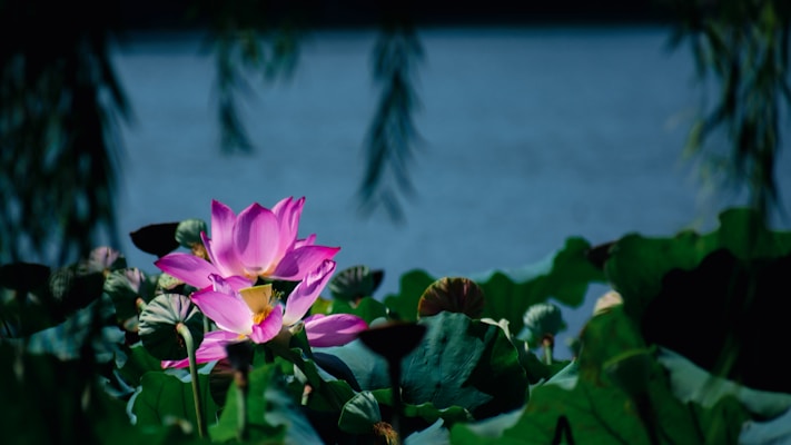 A vibrant pink lotus flower blooms amid lush green leaves, set against a serene and hazy blue background. The soft focus adds a tranquil atmosphere, with leaves gently framing the composition.
