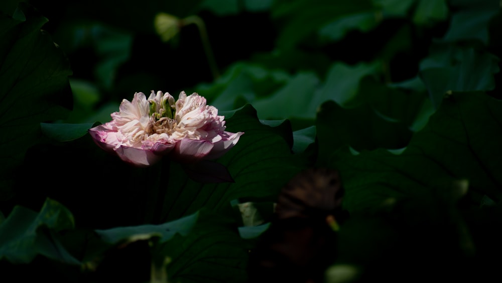 une fleur rose avec des feuilles vertes en arrière-plan