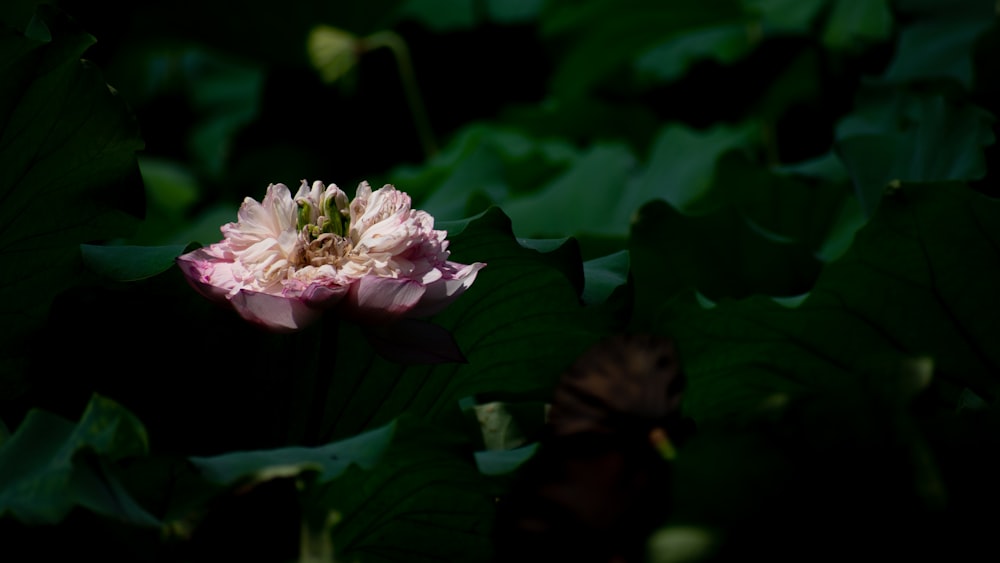 a pink flower with green leaves in the background