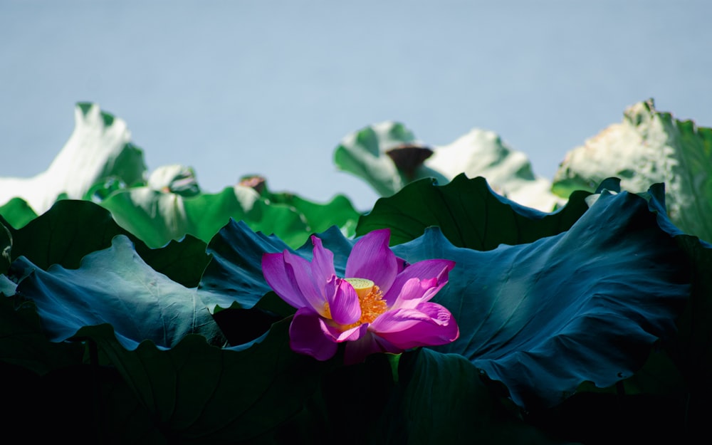 a purple flower sitting on top of green leaves