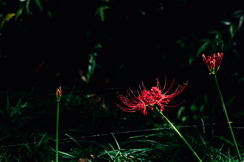 a couple of red flowers sitting on top of a lush green field