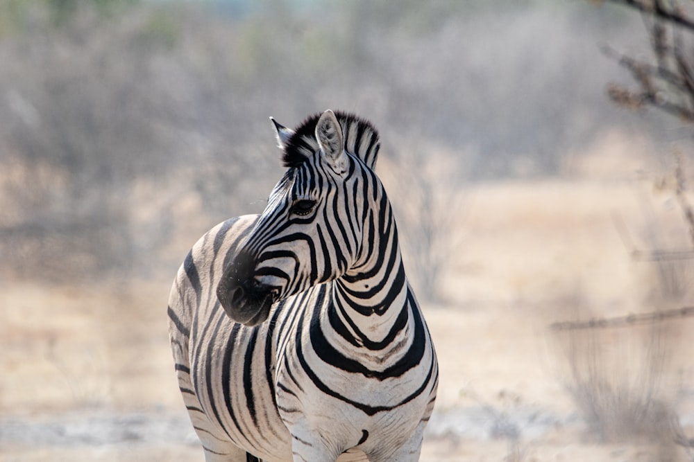 a zebra standing in the middle of a field