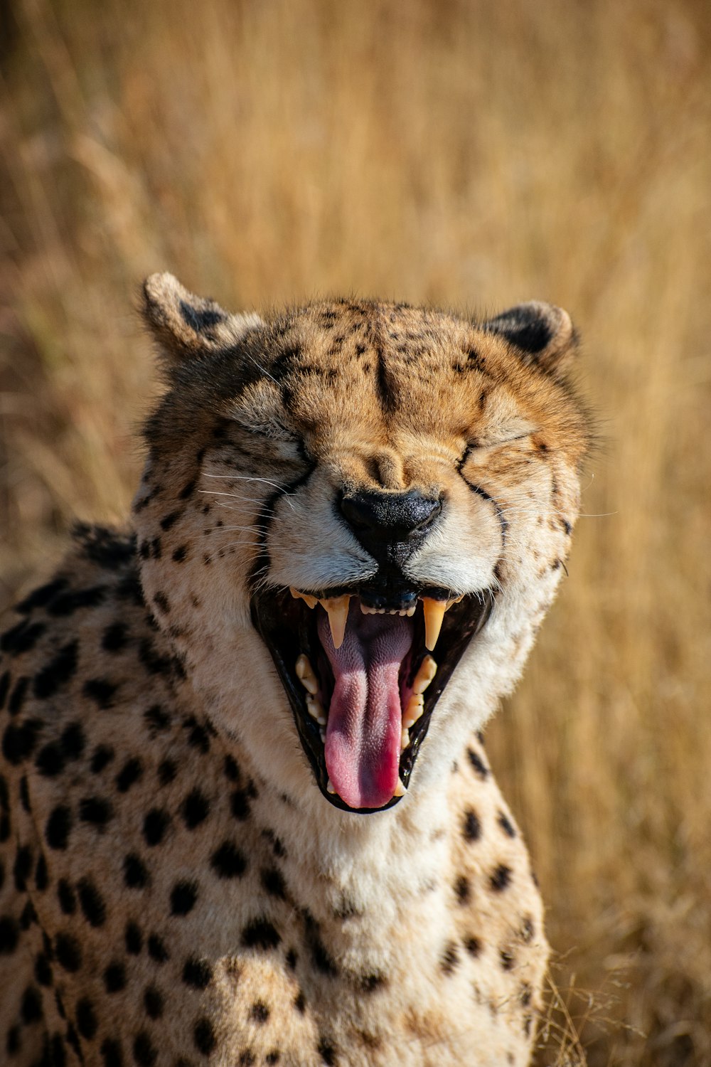 a cheetah with its mouth open and it's mouth wide open