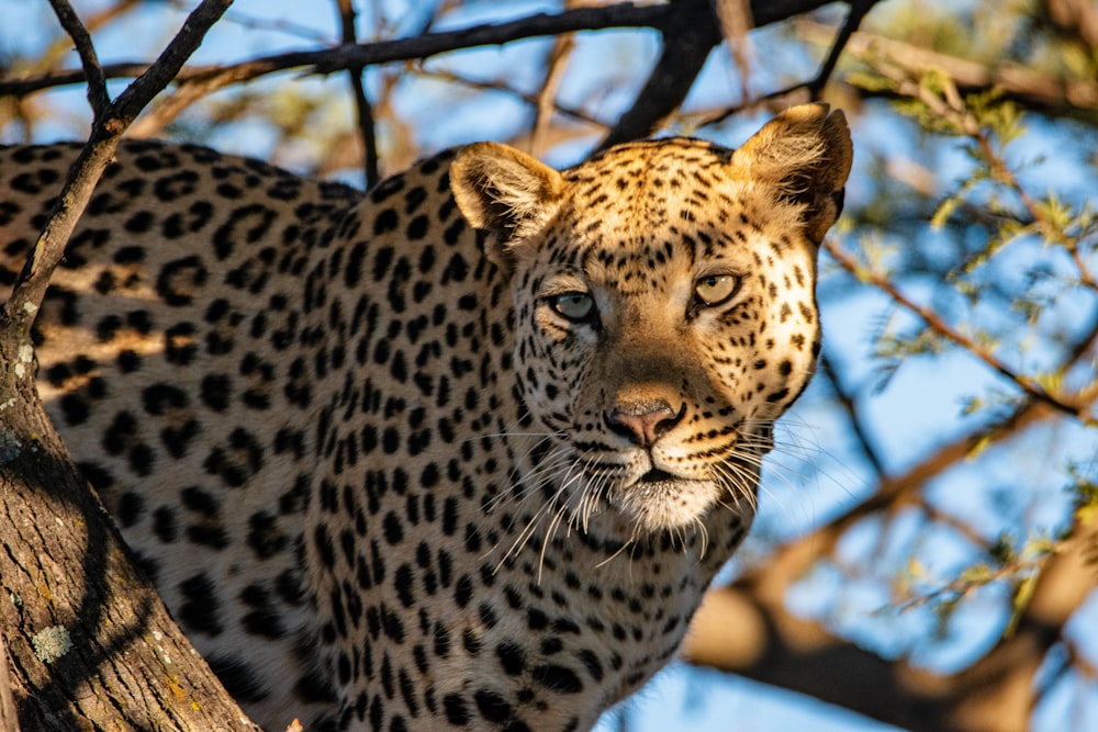 a leopard standing in a tree looking at the camera