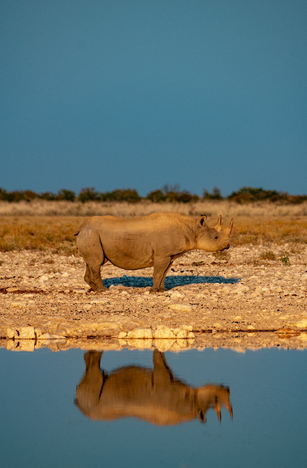 a rhino standing in a field next to a body of water