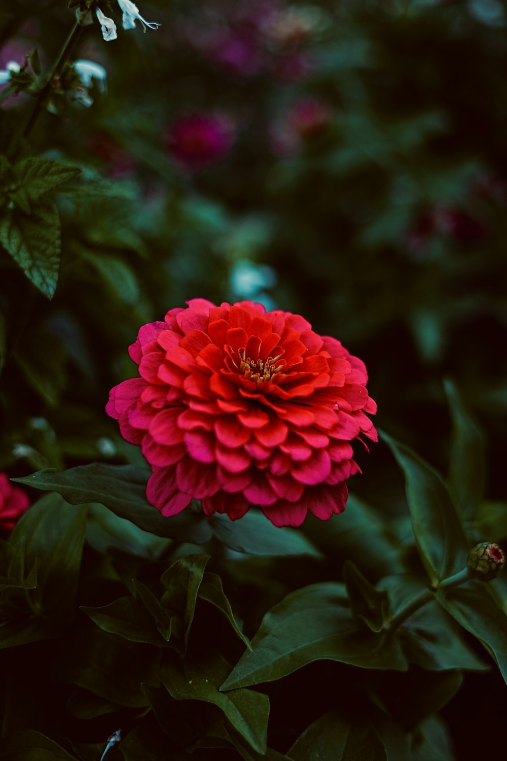 a large red flower sitting in the middle of a garden