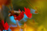 A creative promotional poster featuring autumn leaves and warm tones, capturing seasonal branding.