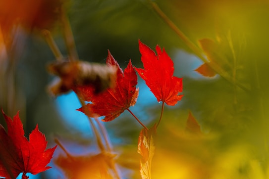 Vibrant red autumn leaves are prominently featured, surrounded by soft-focus greenery and a hint of blue sky in the background. The image creates a sense of depth with sharp foreground focus transitioning into a blurred backdrop.