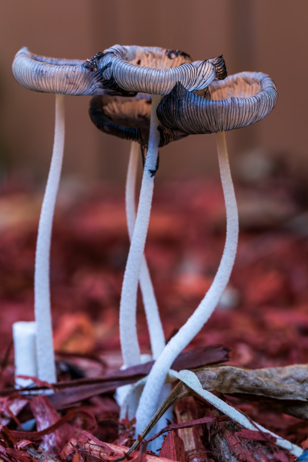 a close up of two mushrooms on a bed of leaves