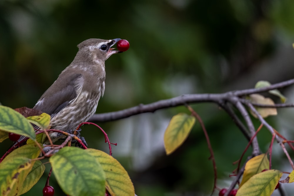 a bird sitting on a branch with a berry in its mouth