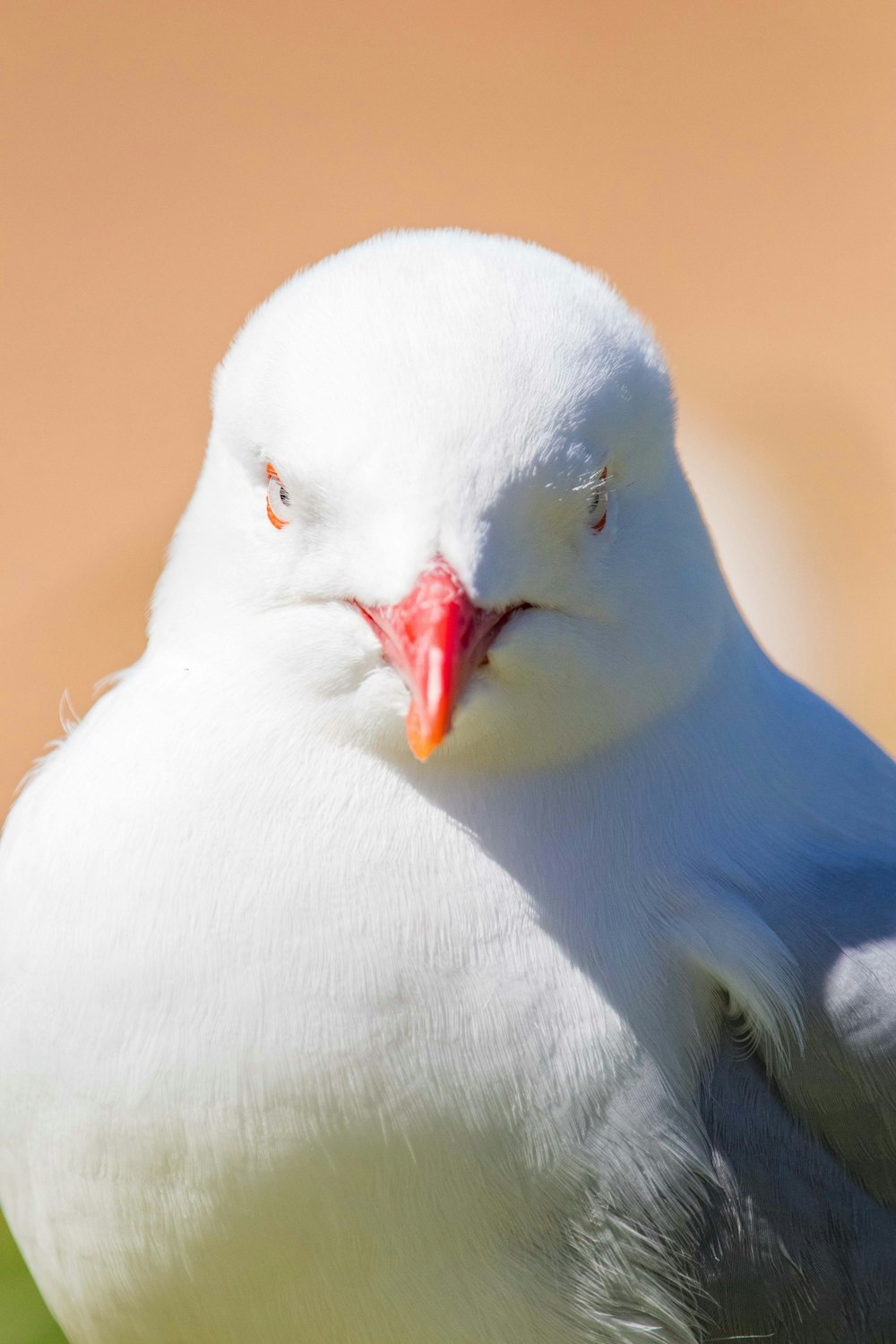 a close up of a white bird with a red beak