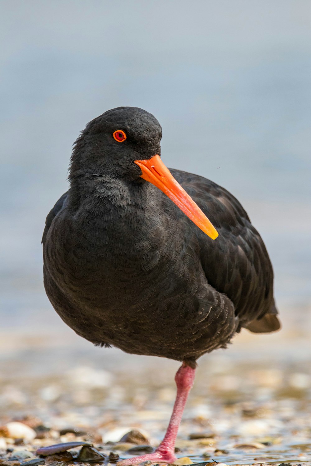 a black bird with an orange beak standing on a beach