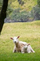 Sheep and rams resting peacefully in a green pasture with rolling hills in the background.