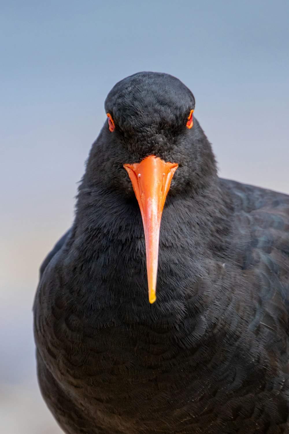 a close up of a black bird with an orange beak