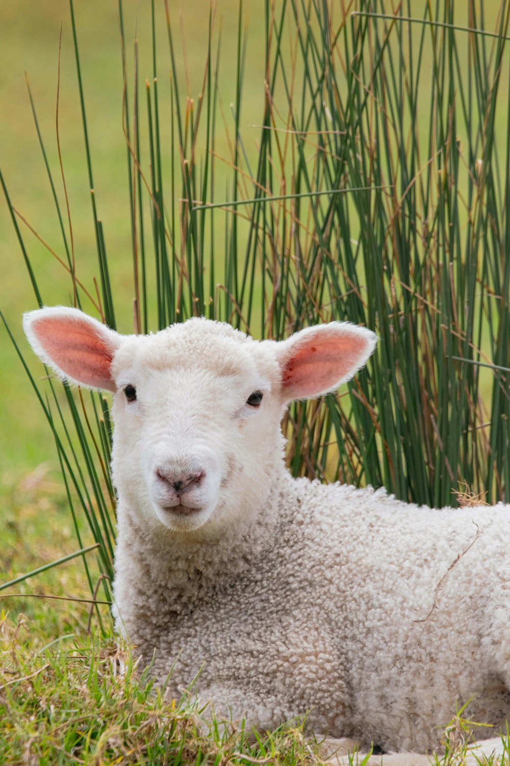 a sheep laying in the grass next to some tall grass