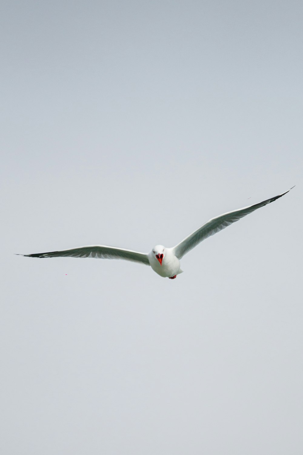 a large white bird flying through a gray sky