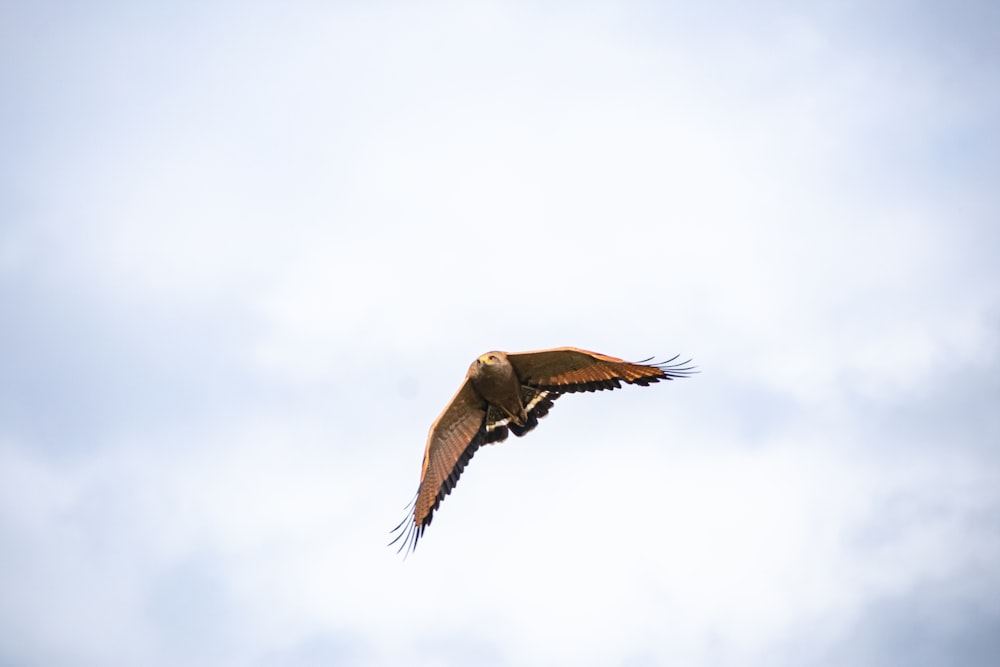 a large bird flying through a cloudy blue sky