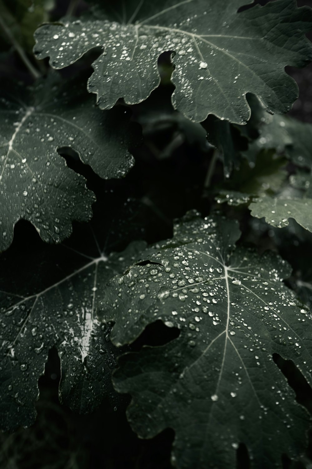 a green leaf with drops of water on it