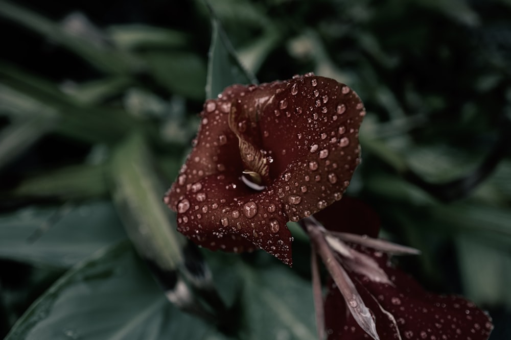 a red flower with water droplets on it