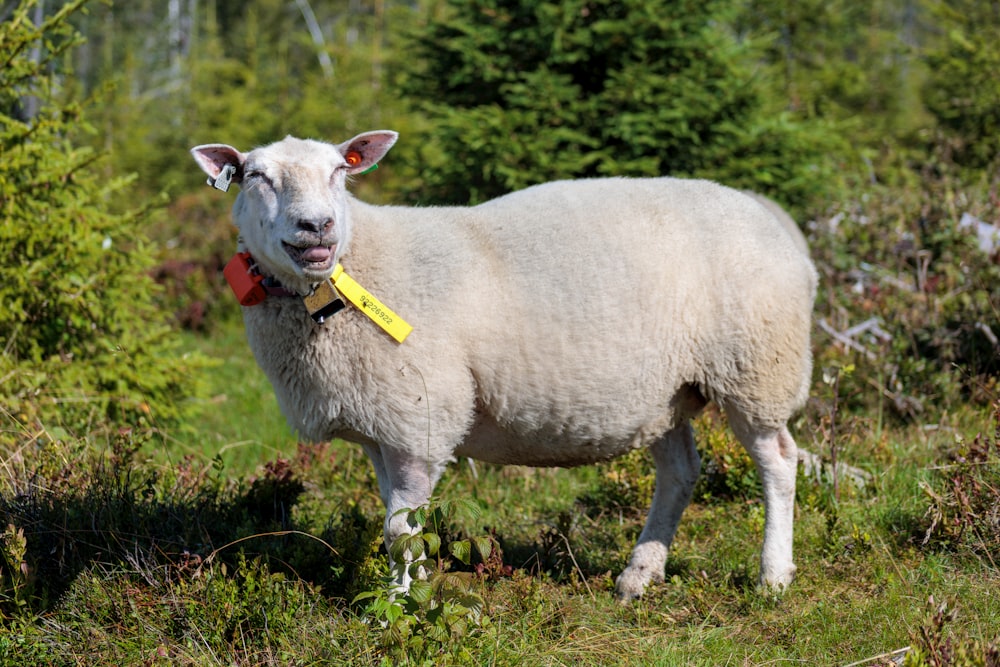 a white sheep with a yellow tag in its mouth