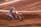 a person riding a dirt bike on a dirt track