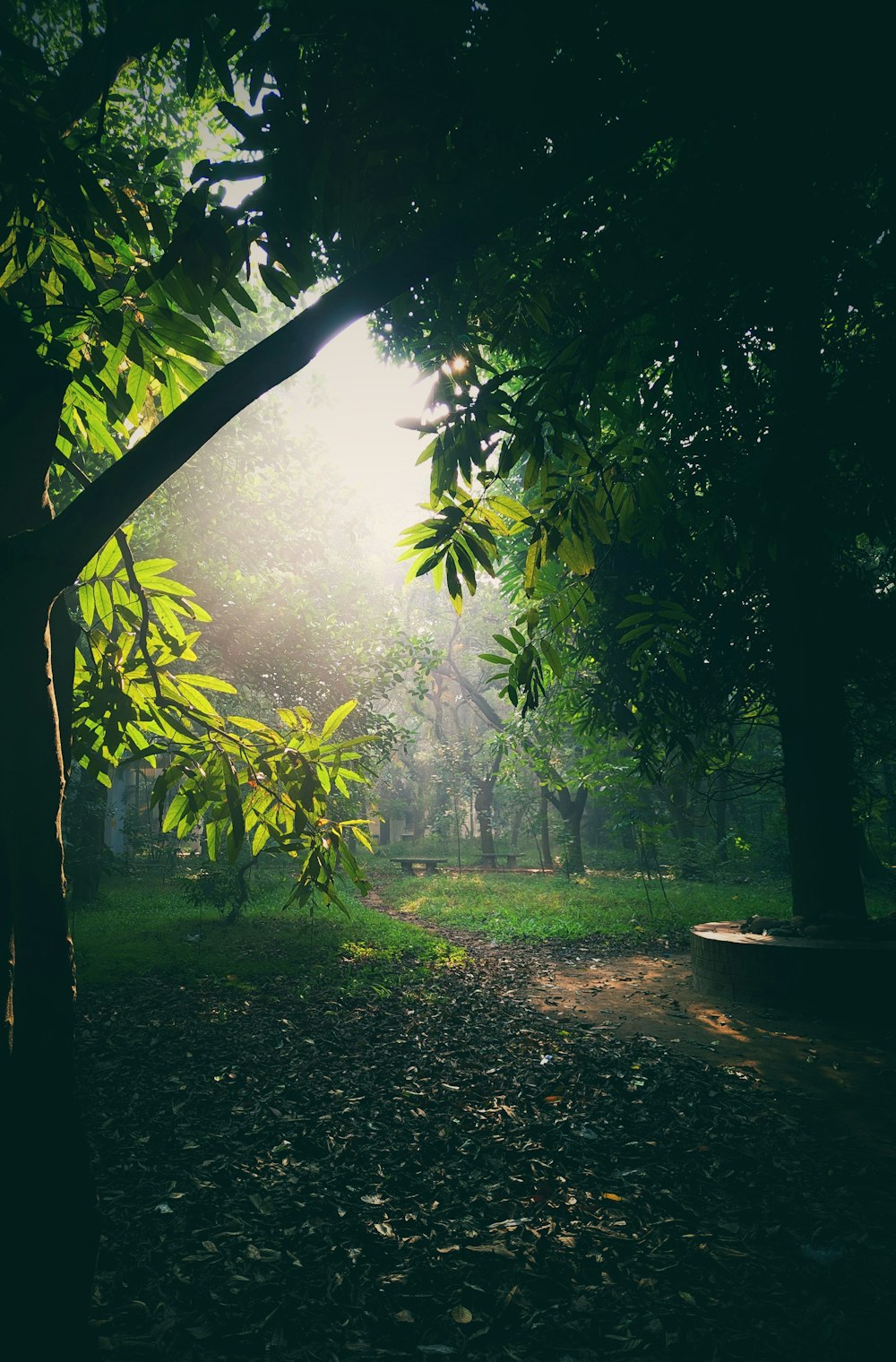 a path in the middle of a lush green forest