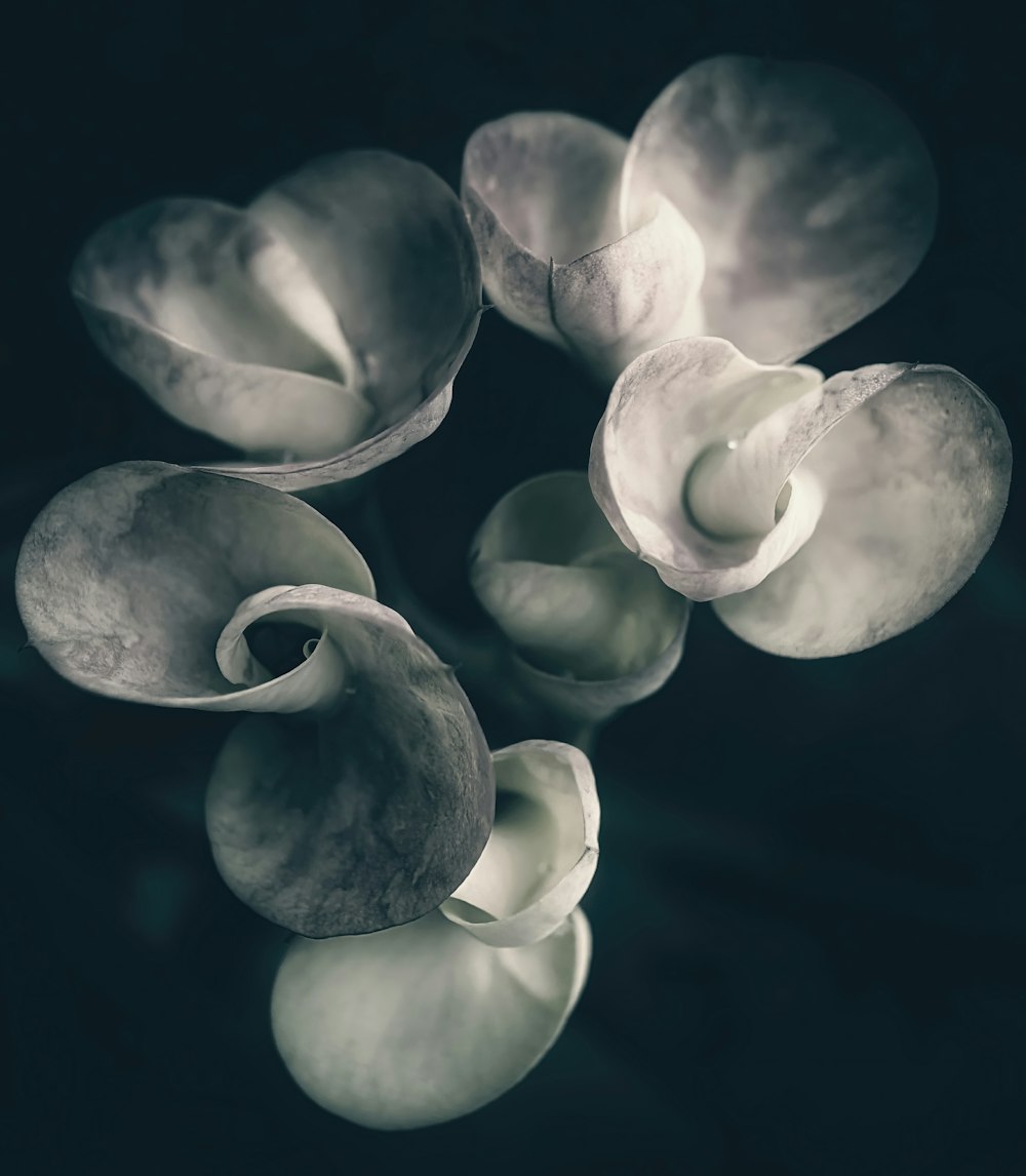 a group of white flowers sitting on top of a table