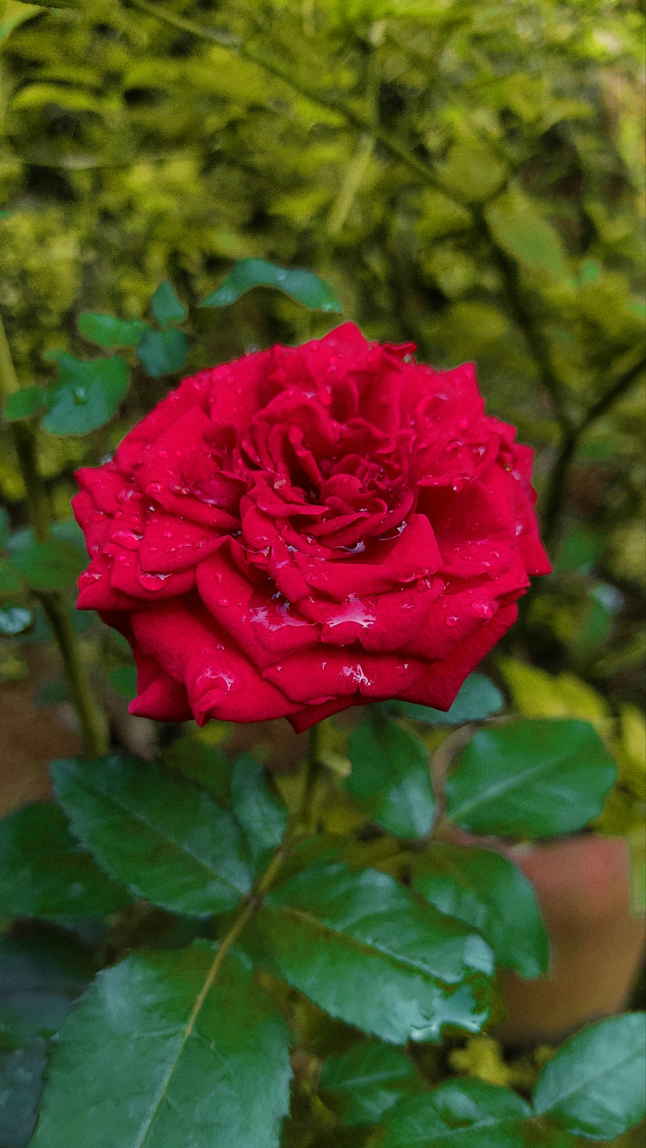 Photo by eshanahammed