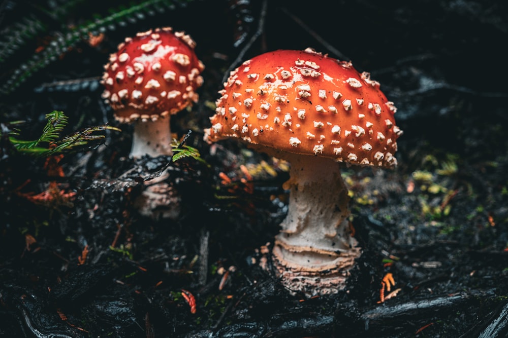 a close up of two mushrooms on the ground