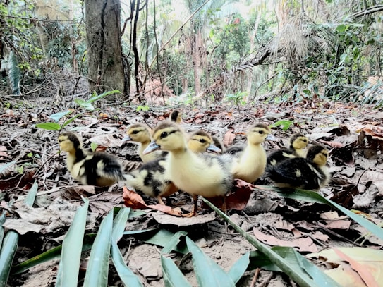A group of ducklings is gathered on the forest floor, surrounded by fallen leaves and greenery. The ducklings have yellow and black fluffy feathers and are walking or standing amidst the natural debris. The forest background consists of trees, foliage, and scattered vegetation, creating a serene and natural environment.