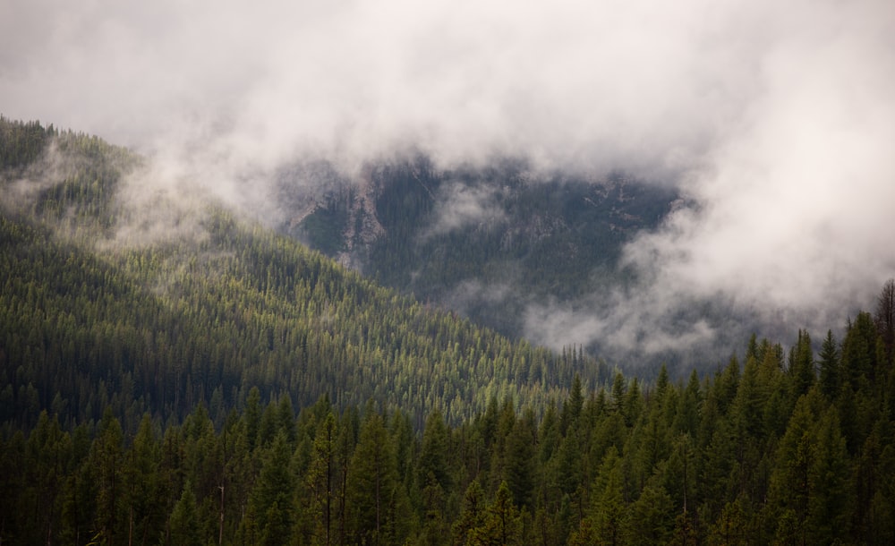 a view of a forest with a mountain in the background