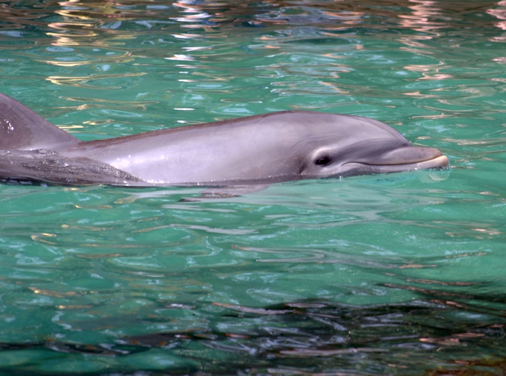 a dolphin swimming in a pool of water