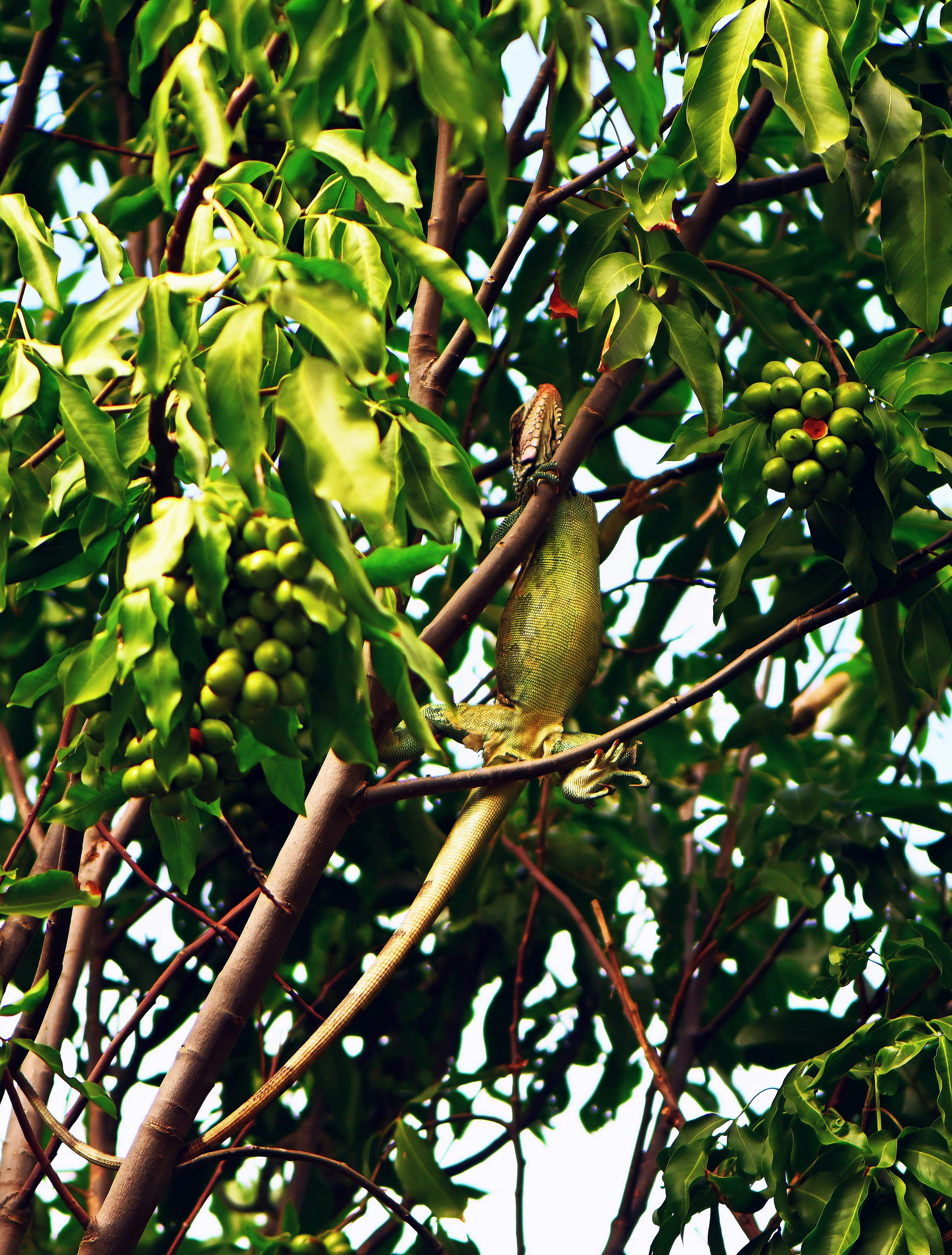 Mango Tree With Lush Green Leaves