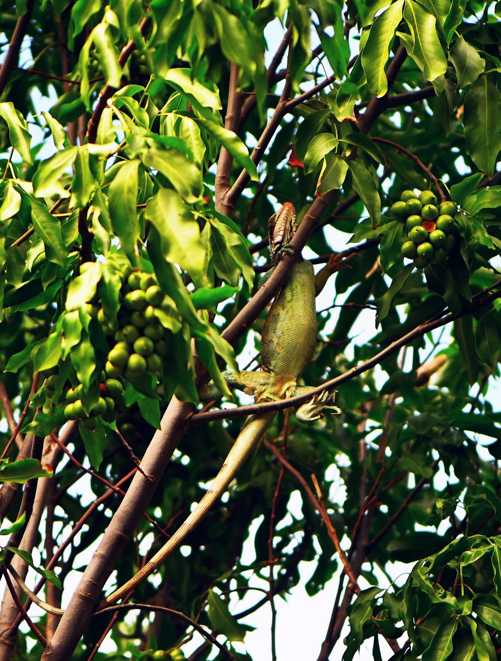 a bird sitting on a branch of a tree